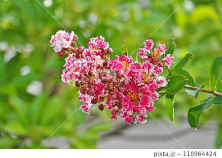 赤と白のサルスベリの花（秋、九月） 118964424