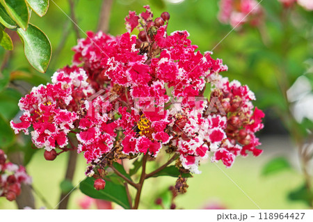 赤と白のサルスベリの花（秋、九月） 118964427