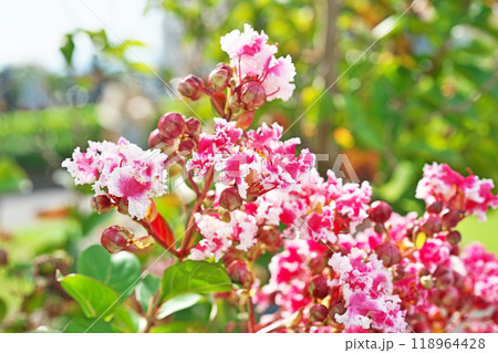 赤と白のサルスベリの花(秋、九月) 赤と白のサルスベリの花(秋、九月) 118964428