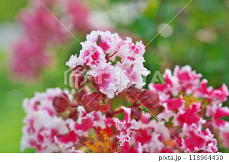 赤と白のサルスベリの花(秋、九月) 赤と白のサルスベリの花(秋、九月) 118964430