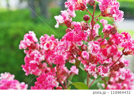 赤と白のサルスベリの花(秋、九月) 赤と白のサルスベリの花(秋、九月) 118964432