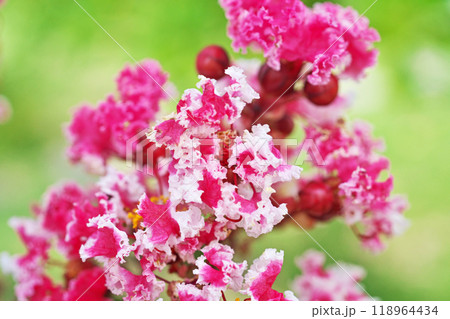 赤と白のサルスベリの花(秋、九月) 赤と白のサルスベリの花(秋、九月) 118964434