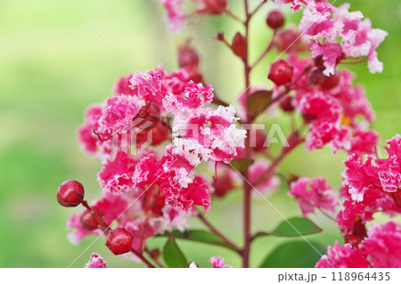 赤と白のサルスベリの花(秋、九月) 赤と白のサルスベリの花(秋、九月) 118964435