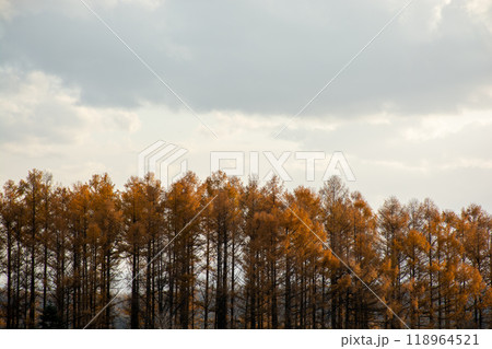 秋の黄金色のカラマツ林 118964521