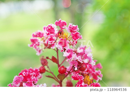 赤と白のサルスベリの花(秋、九月) 赤と白のサルスベリの花(秋、九月) 118964536