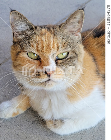 見つめる猫 見つめる猫 118964579