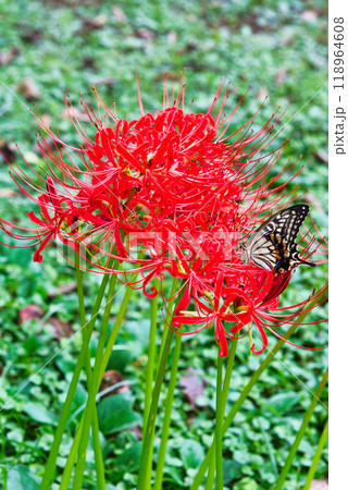 東京浜離宮恩賜庭園 彼岸花の風景 東京浜離宮恩賜庭園 彼岸花の風景 118964608