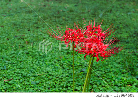 東京浜離宮恩賜庭園　彼岸花の風景 118964609