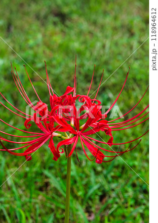 東京浜離宮恩賜庭園　彼岸花の風景 118964612