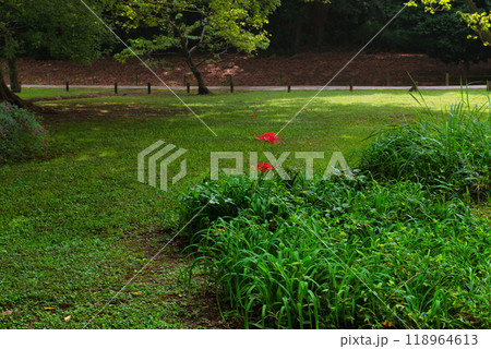 東京浜離宮恩賜庭園 彼岸花の風景 東京浜離宮恩賜庭園 彼岸花の風景 118964613