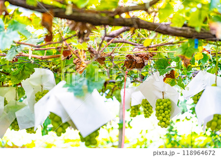 シャインマスカット シャインマスカット 118964672