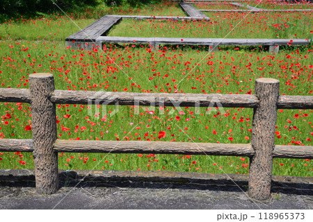 三浦杉公園のポピー畑 2024-5-25 #1 三浦杉公園のポピー畑 2024-5-25 #1 118965373