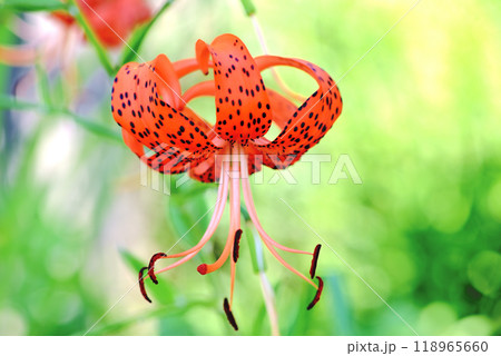 ユリの花 ユリの花 118965660