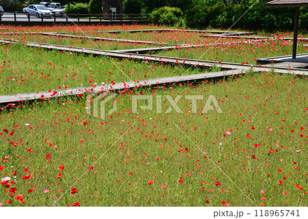 三浦杉公園のポピー畑 2024-5-25 #18 三浦杉公園のポピー畑 2024-5-25 #18 118965741