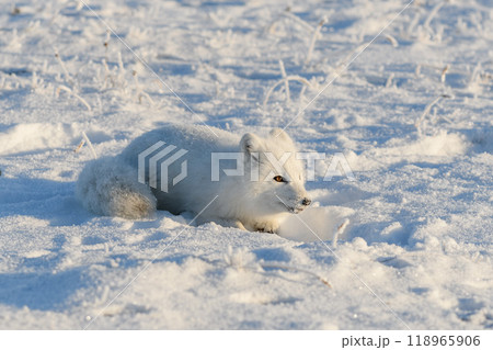 Wild arctic fox (Vulpes Lagopus) in tundra in winter time. White arctic fox lying. Sleeping in tundra. Wild arctic fox (Vulpes Lagopus) in tundra in winter time. White arctic fox lying. Sleeping in tundra. 118965906