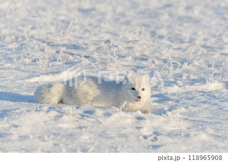 Wild arctic fox (Vulpes Lagopus) in tundra in winter time. White arctic fox lying. Sleeping in tundra. 118965908