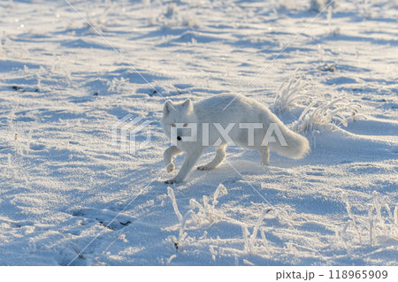 Wild arctic fox (Vulpes Lagopus) in tundra in winter time. White arctic fox. 118965909