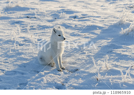 Arctic fox in winter time in Siberian tundra Arctic fox in winter time in Siberian tundra 118965910