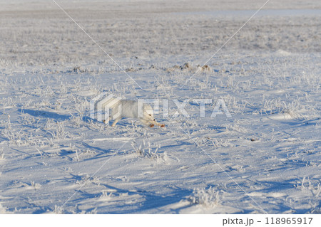 Wild arctic fox (Vulpes Lagopus) in tundra in winter time. White arctic fox. Wild arctic fox (Vulpes Lagopus) in tundra in winter time. White arctic fox. 118965917