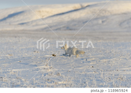 Wild arctic fox (Vulpes Lagopus) in tundra in winter time. White arctic fox. Wild arctic fox (Vulpes Lagopus) in tundra in winter time. White arctic fox. 118965924