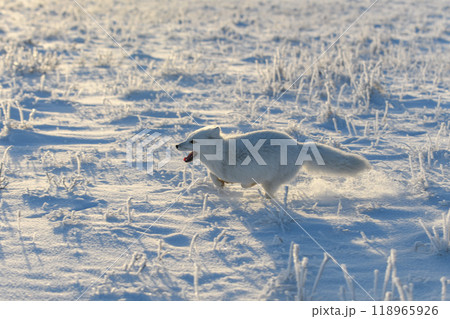 Wild arctic fox (Vulpes Lagopus) in tundra in winter time. White arctic fox running. 118965926