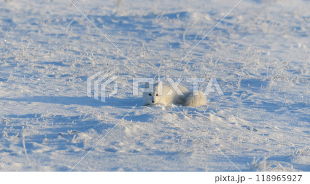 Wild arctic fox lying in tundra in winter time. Funny arctic fox playing. 118965927