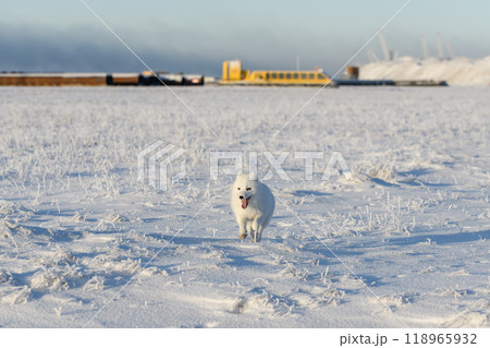 Wild arctic fox (Vulpes Lagopus) in tundra in winter time. White arctic fox. 118965932