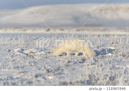 Wild arctic fox (Vulpes Lagopus) in tundra in winter time. White arctic fox. Wild arctic fox (Vulpes Lagopus) in tundra in winter time. White arctic fox. 118965946