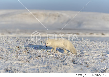 Wild arctic fox (Vulpes Lagopus) in tundra in winter time. White arctic fox. Wild arctic fox (Vulpes Lagopus) in tundra in winter time. White arctic fox. 118965947