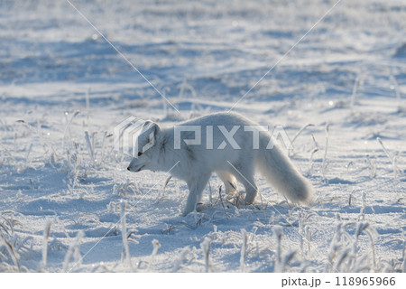 Wild arctic fox (Vulpes Lagopus) in tundra in winter time. White arctic fox. 118965966