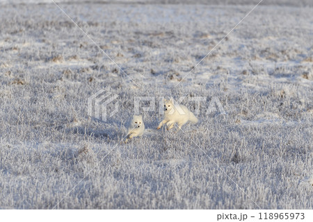 Two arctic foxes (Vulpes Lagopus) in wilde tundra. Arctic fox playing. 118965973
