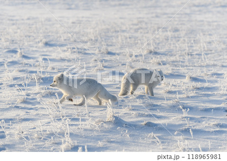 Two arctic foxes (Vulpes Lagopus) in wilde tundra. Arctic fox playing. Two arctic foxes (Vulpes Lagopus) in wilde tundra. Arctic fox playing. 118965981