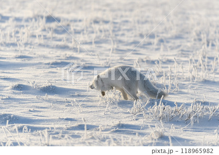 Wild arctic fox (Vulpes Lagopus) in tundra in winter time. White arctic fox running. Wild arctic fox (Vulpes Lagopus) in tundra in winter time. White arctic fox running. 118965982