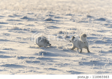 Two arctic foxes (Vulpes Lagopus) in wilde tundra. Arctic fox playing. Two arctic foxes (Vulpes Lagopus) in wilde tundra. Arctic fox playing. 118965983