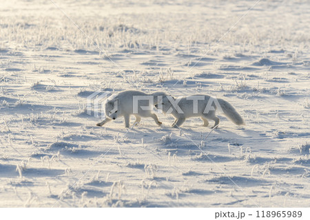 Two arctic foxes (Vulpes Lagopus) in wilde tundra. Arctic fox playing. 118965989