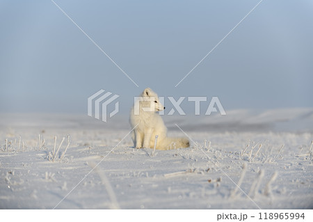 Wild arctic fox (Vulpes Lagopus) in tundra in winter time. White arctic fox sitting. 118965994