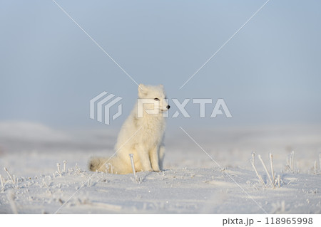 Wild arctic fox (Vulpes Lagopus) in tundra in winter time. White arctic fox sitting. 118965998