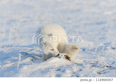 Wild arctic fox (Vulpes Lagopus) in tundra in winter time. White arctic fox. 118966007