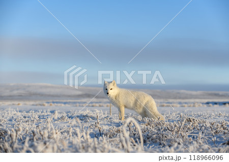 Arctic fox (Vulpes Lagopus) in wilde tundra. Arctic fox standing. Arctic fox (Vulpes Lagopus) in wilde tundra. Arctic fox standing. 118966096