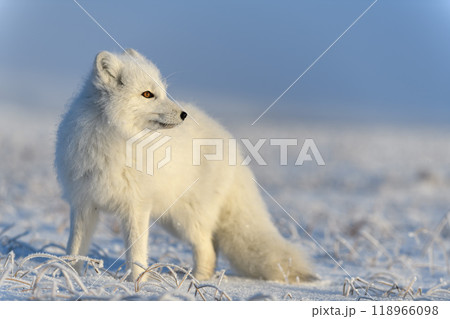Arctic fox (Vulpes Lagopus) in wilde tundra. Arctic fox standing. Arctic fox (Vulpes Lagopus) in wilde tundra. Arctic fox standing. 118966098