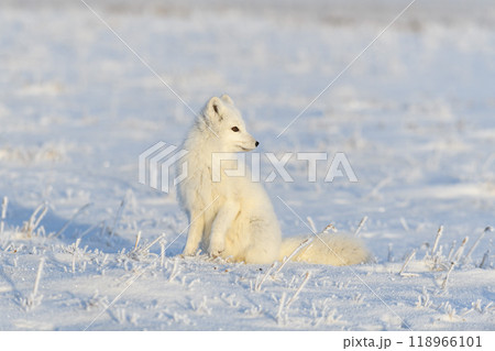 Arctic fox (Vulpes Lagopus) in wilde tundra. Arctic fox sitting. 118966101