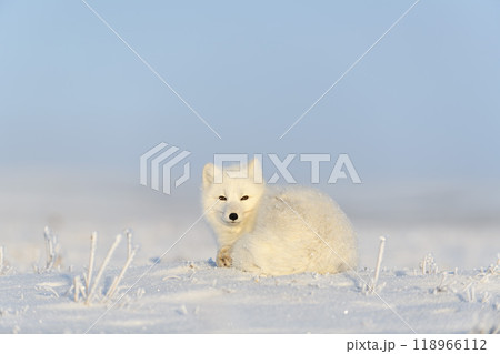Arctic fox (Vulpes Lagopus) in wilde tundra. Arctic fox lying. Sleeping in tundra. 118966112