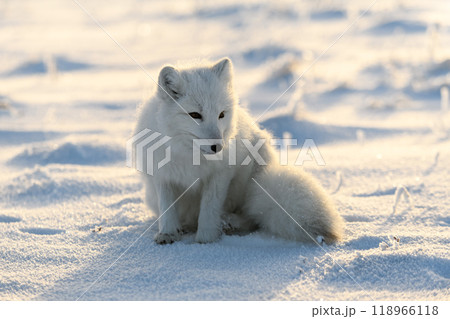 Arctic fox (Vulpes Lagopus) in wilde tundra. Arctic fox sitting. Arctic fox (Vulpes Lagopus) in wilde tundra. Arctic fox sitting. 118966118