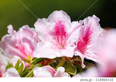 美しいツツジ（ツツジ科）の群生と東京の街並み東京都文京区-2024年 118966318