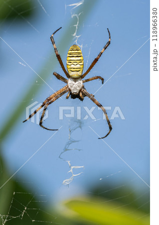 ナガコガネグモの捕食 118966380
