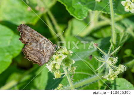 アレチウリの蜜を吸うキタテハ アレチウリの蜜を吸うキタテハ 118966399