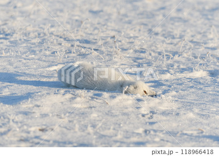 Wild arctic fox (Vulpes Lagopus) in tundra in winter time. White arctic fox lying. Sleeping in tundra. 118966418