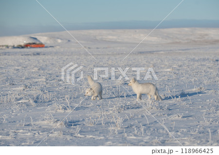 Two arctic foxes (Vulpes Lagopus) in wilde tundra. Arctic fox playing. 118966425