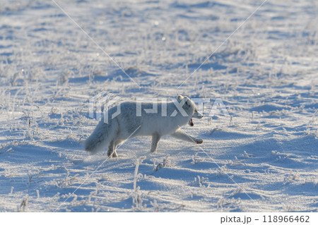 Wild arctic fox (Vulpes Lagopus) in tundra in winter time. White arctic fox. Wild arctic fox (Vulpes Lagopus) in tundra in winter time. White arctic fox. 118966462