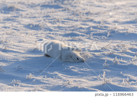 Wild arctic fox lying in tundra in winter time. Funny arctic fox playing. 118966463